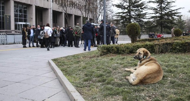 A dog rests outside the courthouse as animal rights activists gather for a statement after the trial, Ankara, Jan. 27, 2020. AA Photo