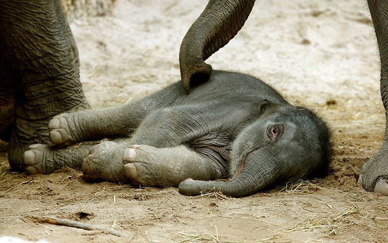 A four-day-old unnamed female baby elephant lies under its mother in the Kaeng Krachan Elephant Park at the zoo in Zurich, Switzerland February 28, 2017. (Reuters Photo)