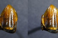  Photo Courtesy of Mainz Natural History Museum