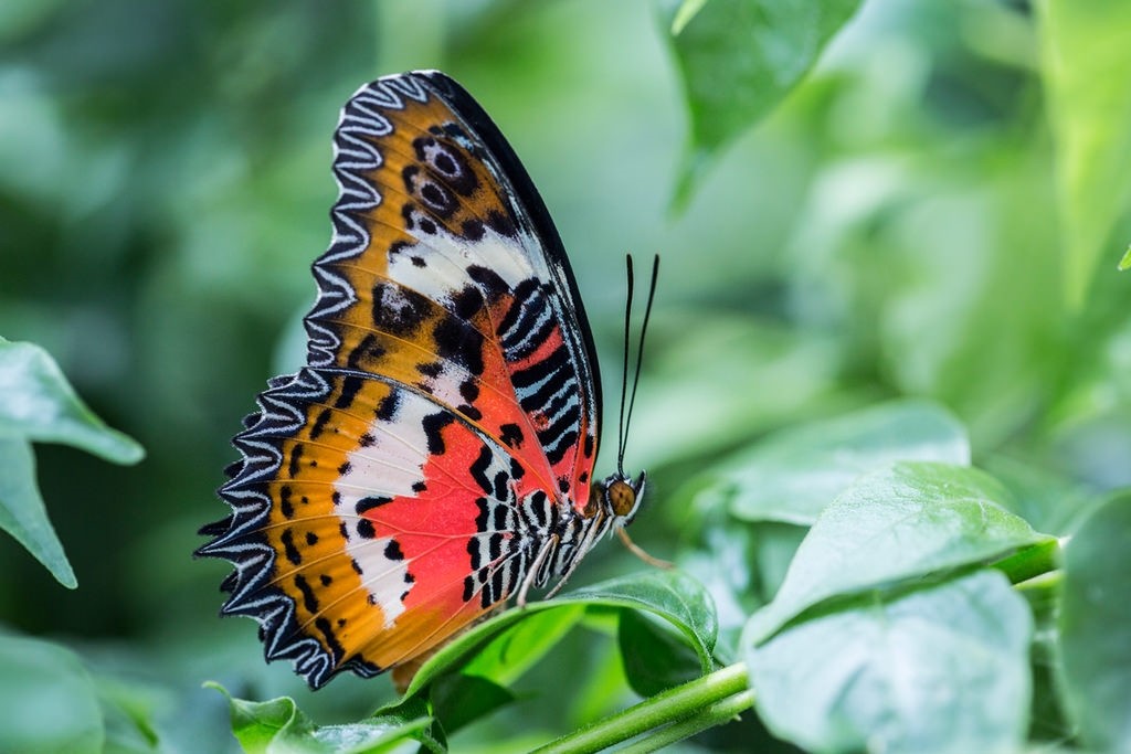 Tal der Schmetterlinge fasziniert Besucher aus aller Welt Photo 1/15 DS Gallery Leben Tal der Schmetterlinge fasziniert Besucher aus aller Welt Photo 1/15 DS Gallery Leben