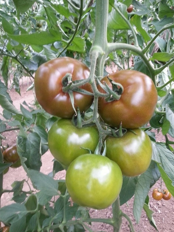 u201cEtou2019ou201d tomatoes are very long-lasting, just like the 36-years-old Cameroonian who has had a long successful career.