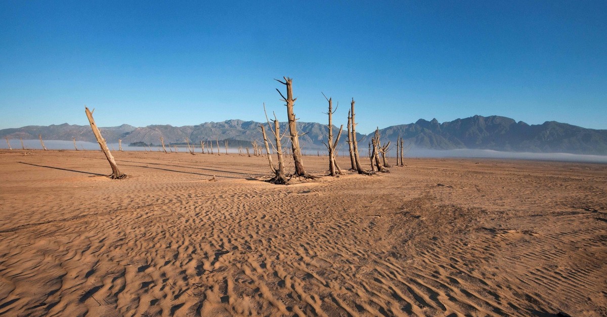 Tree trunks rise from the sand in Cape Town, South Africa where a dam used to be located.