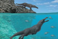 This handout artistic reconstruction by Alberto Gennari, obtained April 3, 2019, courtesy of Olivier Lambert shows two individuals of Peregocetus, one standing along the rocky shore of nowadays Peru and the other preying upon sparid fish. (AFP Photo)