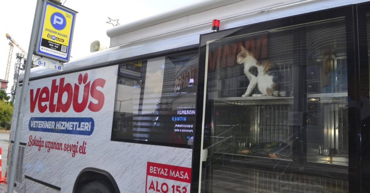 A cat staring from the window of Vetbus, a mobile veterinarian clinic of the Istanbul municipality. Municipalities tackle sterilization and care of stray animals but shelters get overwhelmed with the increasing number of cats and dogs.