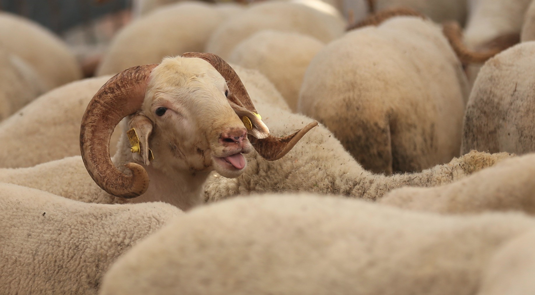 Sheep offered for sale at an animal market in preparation for Muslim holiday of Qurban Bayram (Eid al-Adha) in u0130zmir, Turkey.