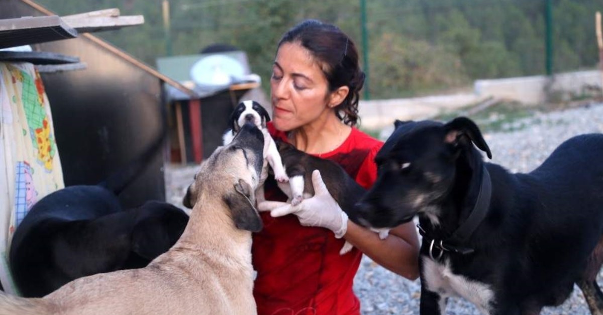Animal lover offers strays a new home on her farm | Daily Sabah