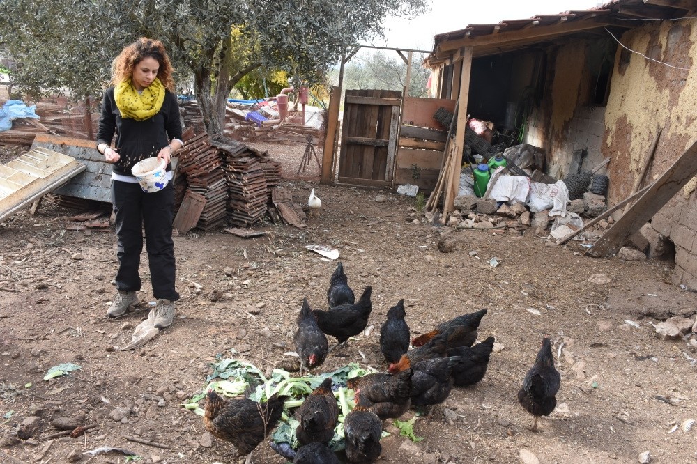 One of the volunteers at the farm feeds the chickens as a part of her daily duties.