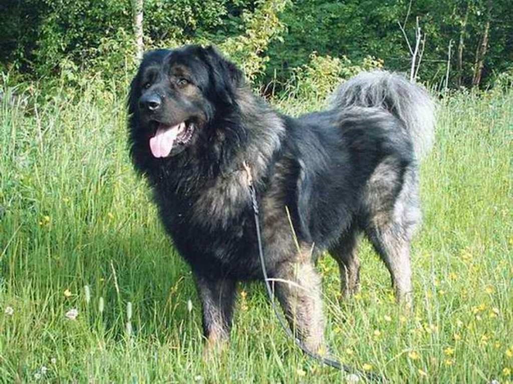 Dog Breeds That Bond With One Person Dog Breeds That Bond With One Person