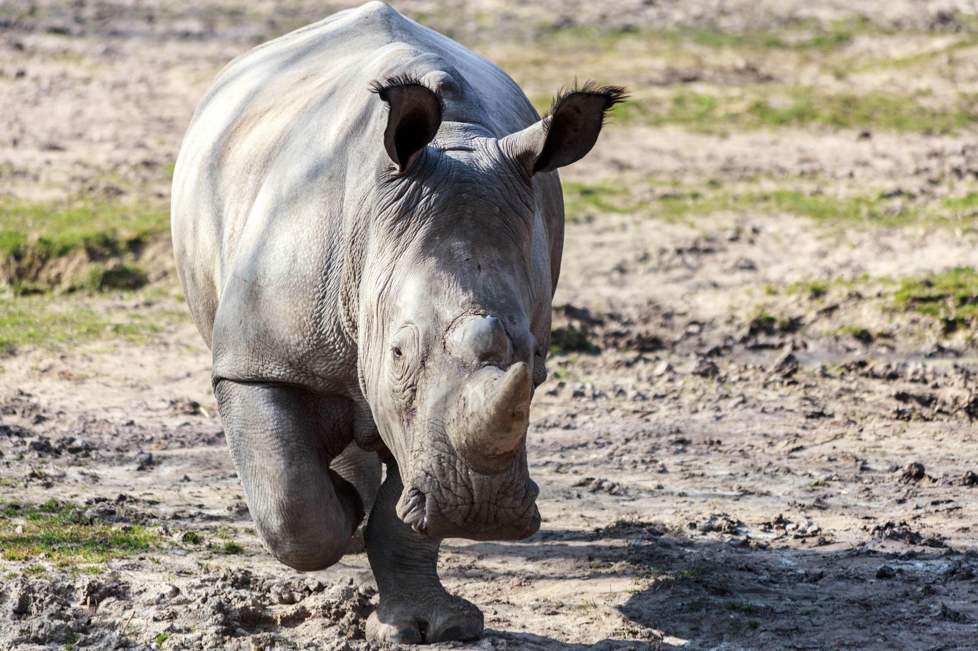 Elephant rhino. Le Rhinoceros Blanc. Hot Rhino. Rinoceronte - а он не так уж плох!. Rinoceronte - а он не так уж плох! Фото.