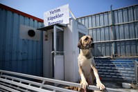 The sign reads ,Bath for orphaned dogs,