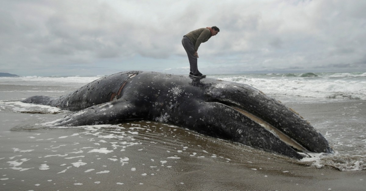 In this May 6, 2019 file photo, Duat Mai stands atop a dead whale at Ocean Beach in San Francisco.  (AP Photo)
