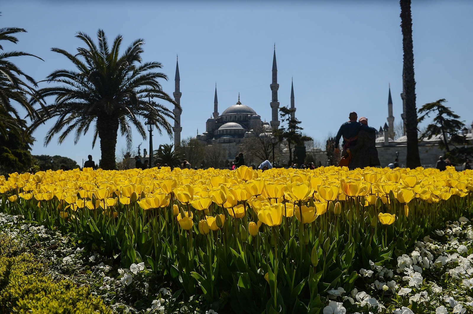 Туры в стамбул в мае. Фестиваль тюльпанов в Стамбуле Топкапы. Султанахмет Стамбул тюльпаны.