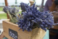 Used in several forms for herbal treatment, lavender is highly rich in Vitamin A and C, the antioxidants.