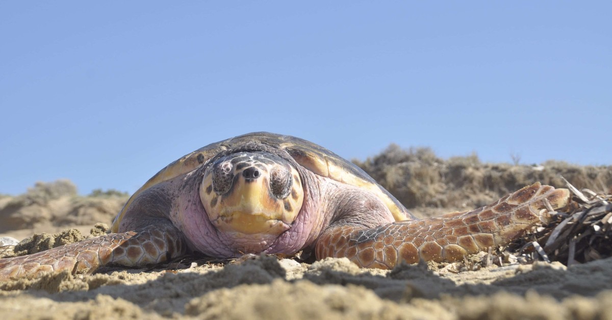 Loggerhead turtles lay their eggs on the Mediterranean coast, nesting on beaches from Greece and Turkey to Israel and Libya.
