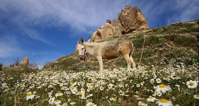 2nd warmest winter recorded in Turkey since 1971 - Daily Sabah