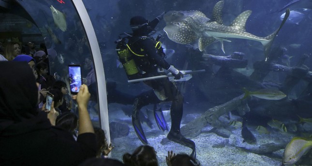 Challenging profession: Aquarists at huge aquariums - Daily Sabah
