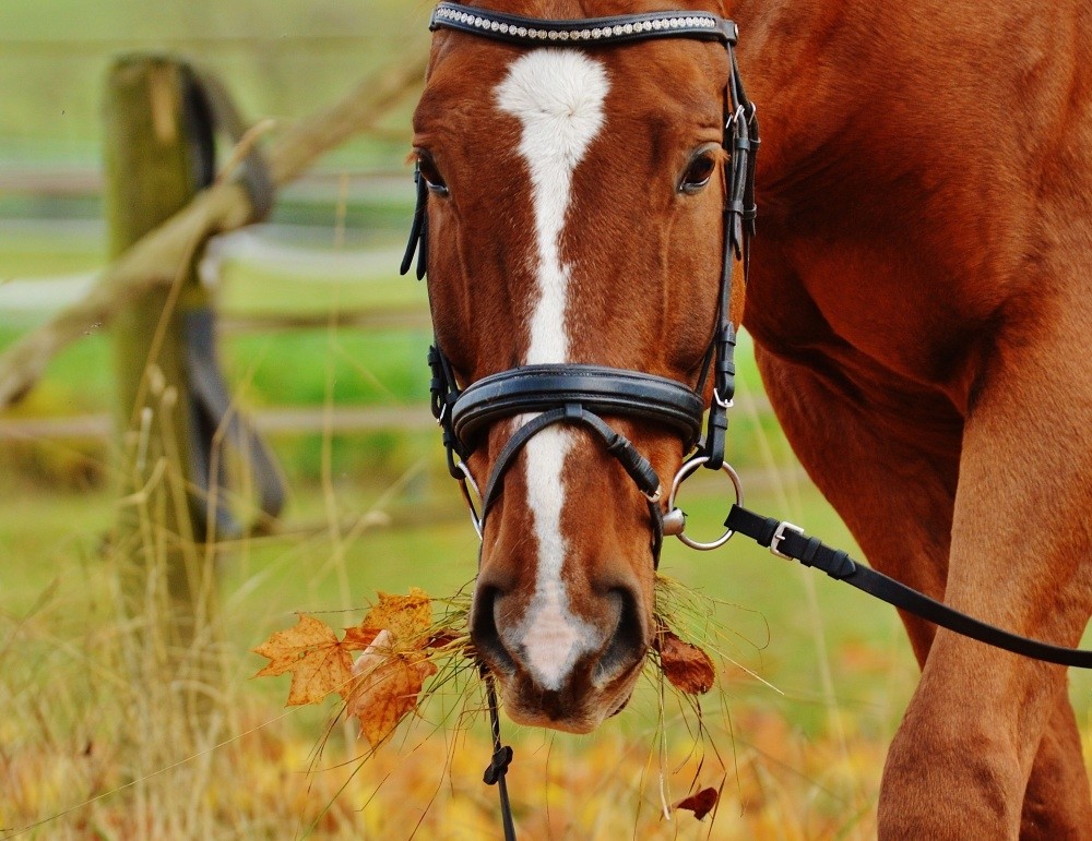 The hippotherapy is conducted with four ponies residing in the facility where childrenu2019s development can be tracked, and their exercise schedules are planned based on their progress.