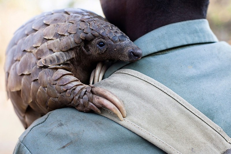Zimbabwe game reserve guide Matius Mhambe holds ,Marimba,, a female pangolin weighing 10kgs that has been nine years in care at Wild Is Life animal sanctuary just outside the country's capital Harare, on September 22, 2016. (AFP Photo)