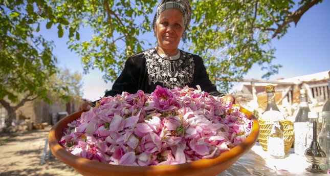 المسنة التونسية داودة بن سالم تعمل على تقطير بتلات الورد الجوري وزهر النارنج والعطرشاء بطريقة تقليدية صورة: الأناضول