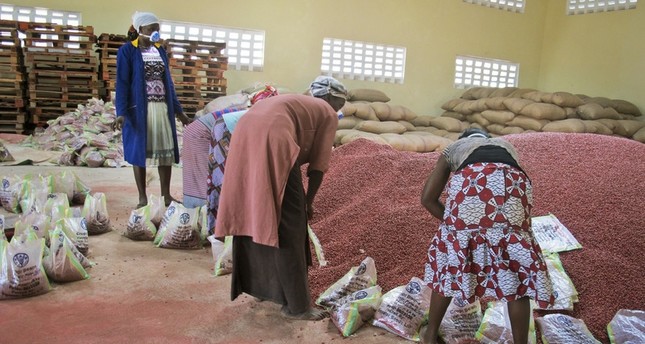 الفاصولياء الفائقة تزيد من آمال مواجهة الجوع في إفريقيا