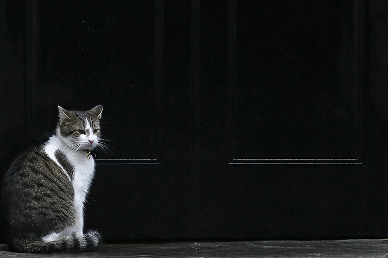 Larry, the Downing Street cat, waits to be allowed back into number 10 during a rainy day in London Sept. 24, 2012. (Reuters Photo)
