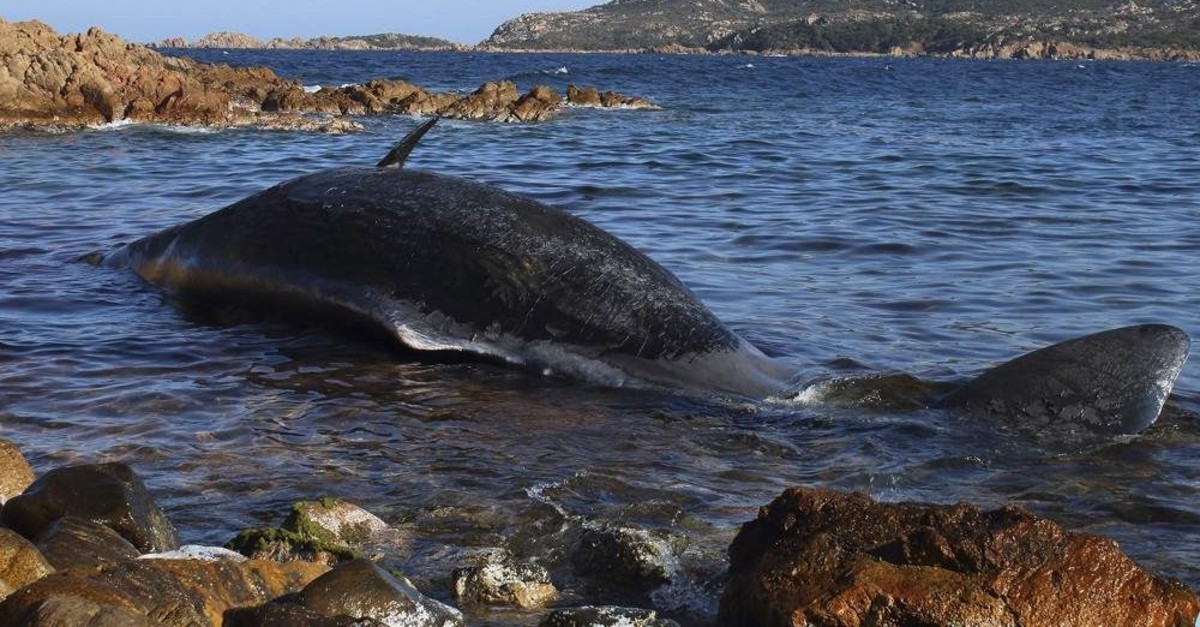 A dead sperm whale that washed ashore earlier this year in Italy also had kilos of plastic in its stomach. (AP Photo)