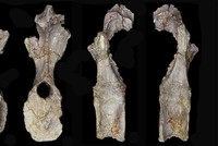 Британские палеонтологи обнаружили останки самого древнего стегозавра в мире