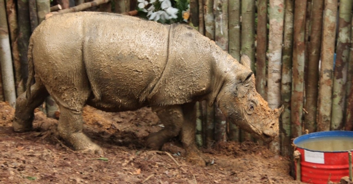 Malaysia's last surviving male Sumatran rhino Tam dies | Daily Sabah