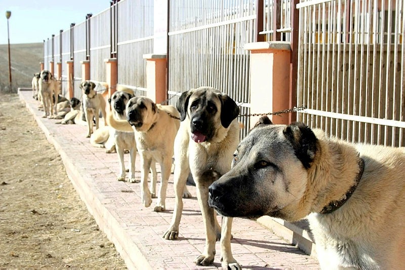 turkey s kangal dogs sought in italy to