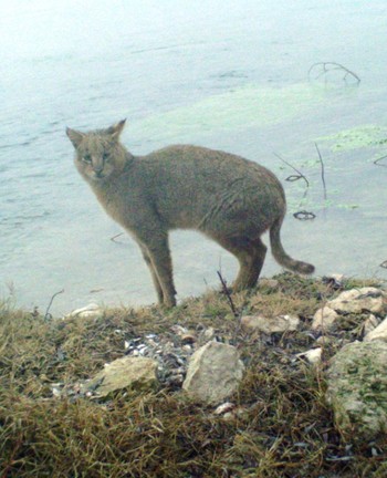 The jungle cat (Felis chaus).