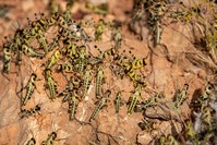 In this photo taken Wednesday, Feb. 5, 2020, young desert locusts that have not yet grown wings crowd together on a rock in the desert near Garowe, in the semi-autonomous Puntland region of Somalia. (AP Photo)
