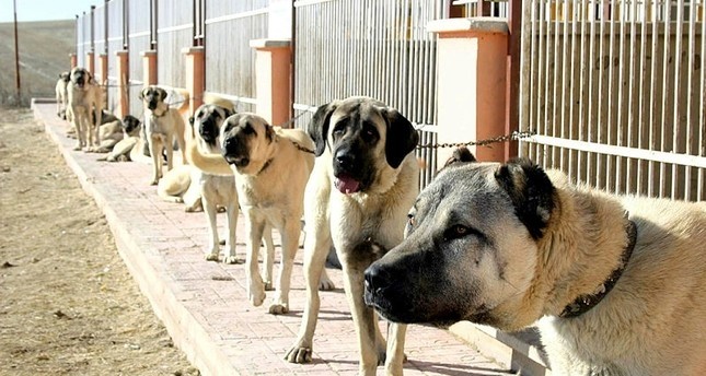 Italien Steigende Nachfrage Nach T 252 Rkischen Kangal Hunden