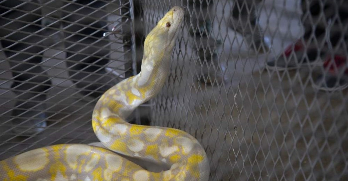 Turkish border patrol agents seized smuggled reptiles, including rare pythons at the border with Bulgaria. ( AA Photo)