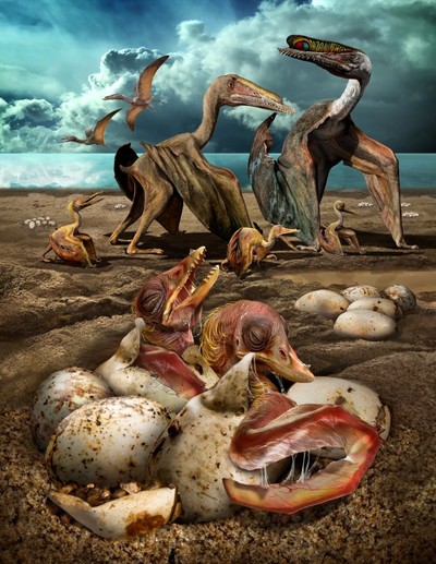 An artist’s illustration shows individuals from the fish-eating pterosaur species Hamipterus tianshanensis, including adults, juvenile and eggs in this handout illustration obtained by Reuters