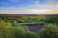 Photographers flock to the Hevsel Gardens in Diyarbaku0131r to get the best shots of the season. (AA Photo)