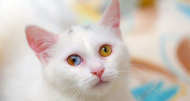Rare Van cat with two colors in one eye excites ...