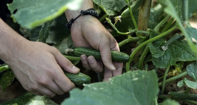 Mersin: Schüler lernen im Schulgarten Gemüse anzubauen