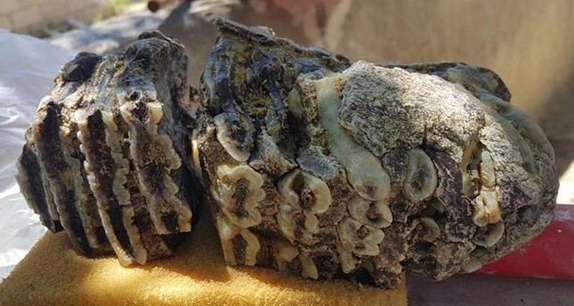 تركيا... العثور على مستحاثة لحيوان الماموث تعود إلى 2.5 مليون عام
