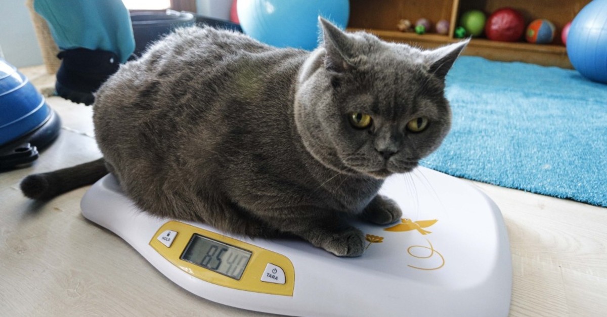 Obese cat hits gym every day to shed kilos | Daily Sabah